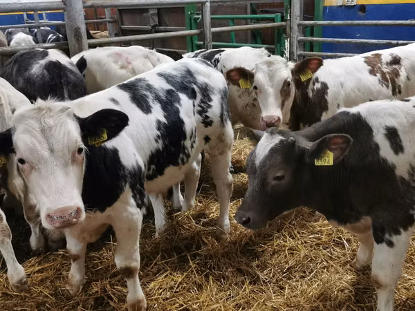 Bou, Belgian Blue