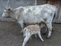 Sigir, Swiss cattle — 1-rasm
