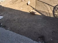 Ducks — foto 2