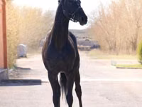 Caballo, Thoroughbred horse — foto 6