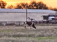 Kuh, Russian Black pied cattle — Foto 2