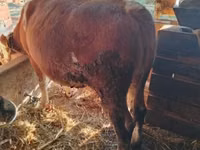 公牛, Simmental cattle — 照片 2