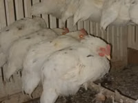 Chickens — फ़ोटो 1