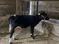 Qoramol (partiya, jinsi ko‘rsatilmagan), Russian Black pied cattle — 7-rasm