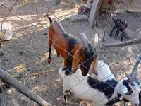 Boucs, Nubian Goat — photo 1