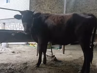 गाय, कल्मिक नस्ल — फ़ोटो 4