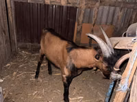 تيس, Italian Alpine goat — الصورة 2