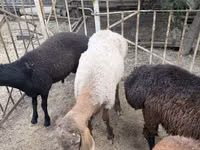Bélier, Moutons — photo 5