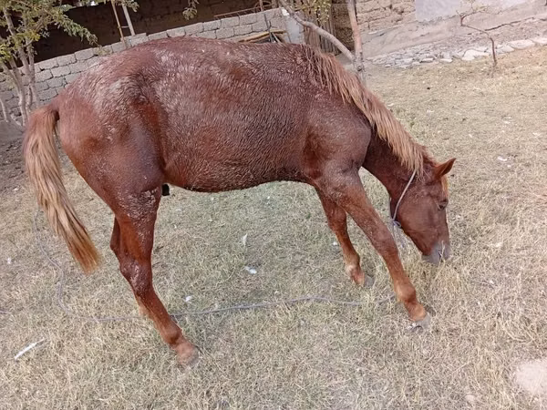 فرس, الخيول