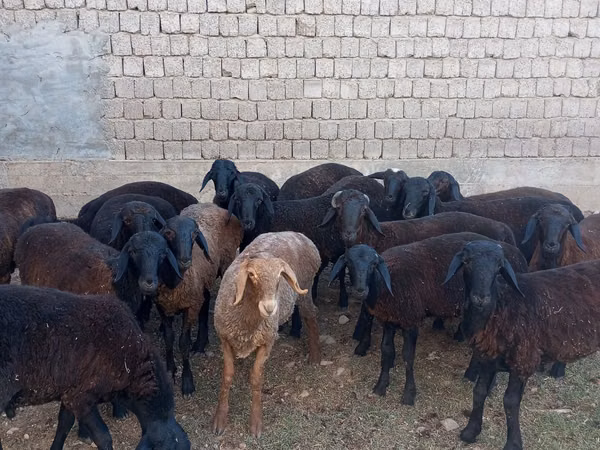 Berbec, Blackheaded Persian sheep