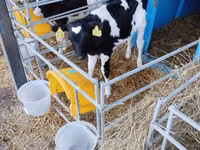 Bulle, Swiss cattle — Foto 2
