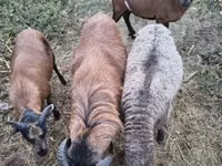 Schaf, Cameroon sheep — Foto 1