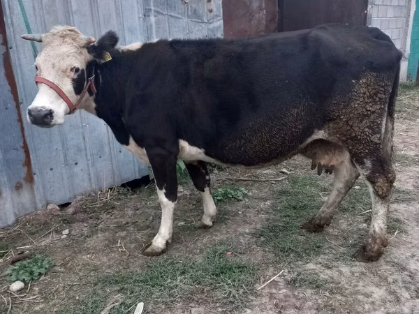 بقرة, Russian Black pied cattle