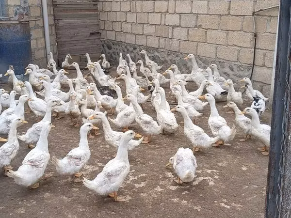 أمريكان بكين