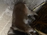 Ziege, Nubian Goat — Foto 4