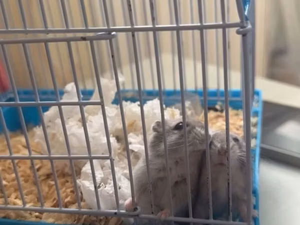 Kiçik gəmirici üçün qəfəs dəsti - Material: metal barmaqlıqlar və