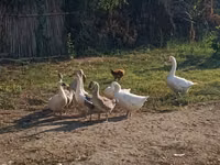 Geese — الصورة 3