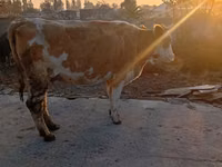 母牛, Simmental cattle — 照片 2