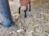 Ziege, Alpine goat — Foto 2