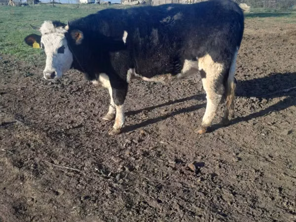 Vacă, Simmental cattle