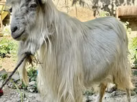 عنزة, Irish goat — الصورة 3