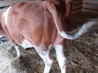 Vache, Race grise hongroise — photo 3