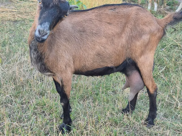 Cabra, Cabras — Moldávia