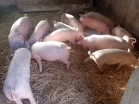 Säue, Schweine — Foto 3