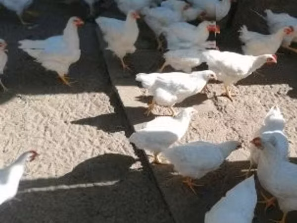 प्लायमाउथ रॉक