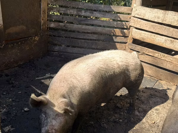 Scroafă, Porci — Republica Moldova