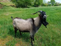 Ziegenbock, Ziegen — Foto 3