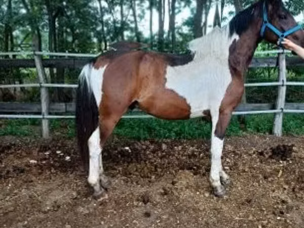 Aygʻir, Friesian