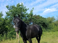 Hengst, Pferde — Foto 3