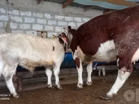 Cow, Cattle — photo 3