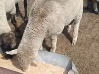 كبش, Merino sheep — الصورة 4