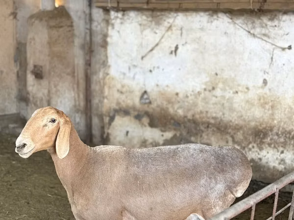 Oaie, Arashan sheep