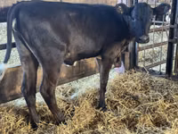 Vacă, Bovine — foto 1