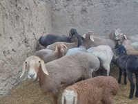 Ovelha, Arashan sheep — foto 6