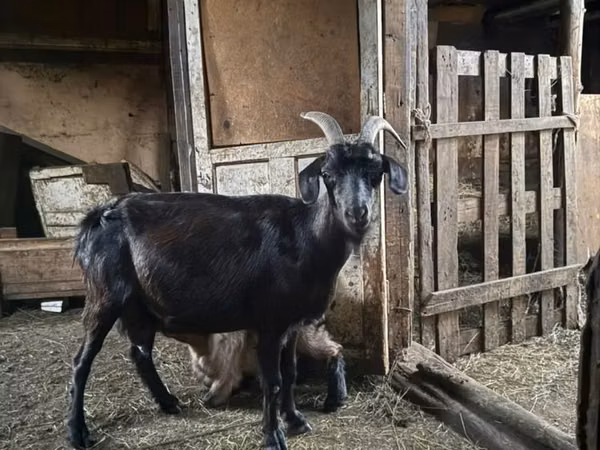 Țap, Capre