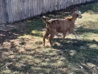 母山羊, Goats — 照片 3