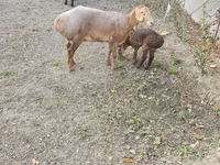 Qoʻy, Arashan sheep — 4-rasm