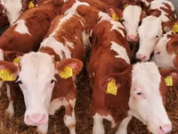 Buqa, Simmental cattle — 2-rasm