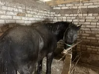 公马, Horses — 照片 2