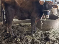 Vaca, Ganado vacuno — foto 1