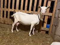 Capră, Saanen goat — foto 3