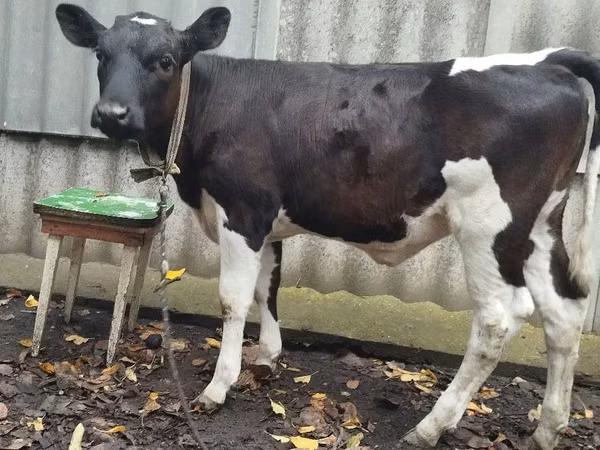 Vacă, Russian Black pied cattle