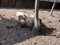 Schweine (Partie, Geschlecht nicht angegeben), Schweine — Foto 1