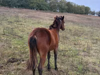 母马, Horses — 照片 1