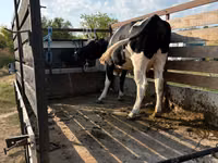 Cow, Russian Black pied cattle — photo 1