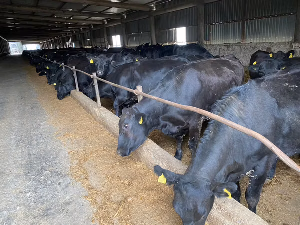 Vaca, Aberdeen-Angus